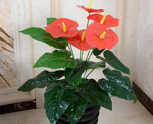 家里阳台适合养哪些花，既吉利又美观？