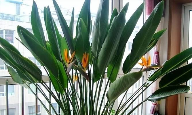 家里阳台适合养哪些花，既吉利又美观？