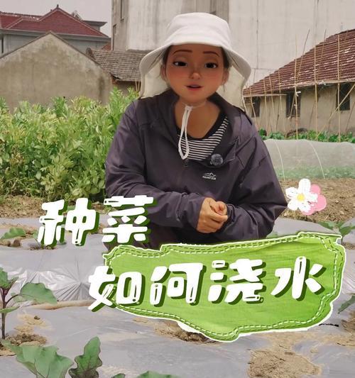 菠菜种植时如何正确浇水？浇水方法对产量有何影响？