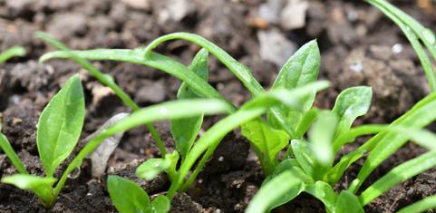 菠菜种植时如何正确浇水？浇水方法对产量有何影响？
