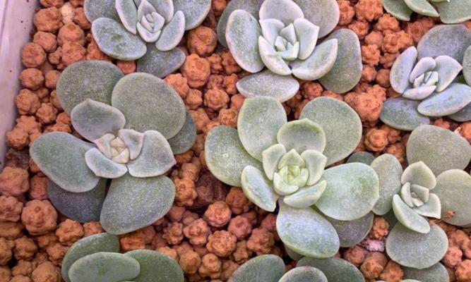 播种盘美观选择？如何挑选既实用又好看的播种盘？