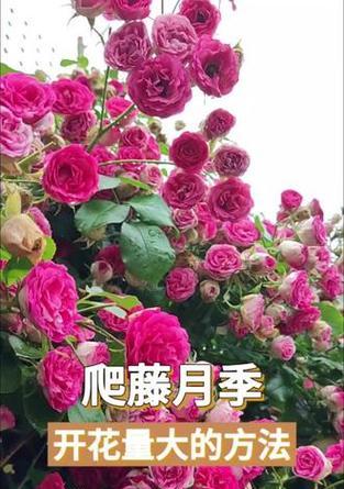 细枝爬藤月季的养护要点和注意事项？