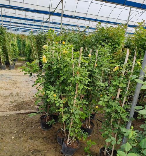 细枝爬藤月季的养护要点和注意事项？