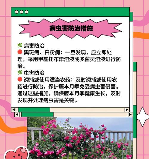 细枝爬藤月季的养护要点和注意事项？
