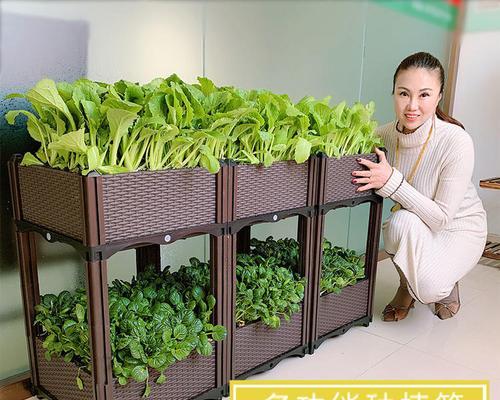 蓝色芝樱花的最佳播种时间是什么时候？播种前需准备什么？