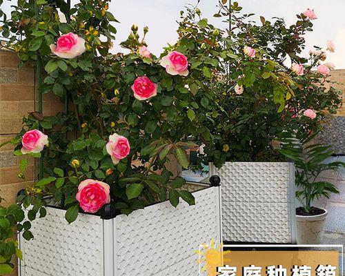 蓝色芝樱花的最佳播种时间是什么时候？播种前需准备什么？