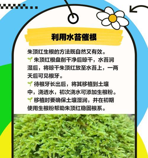 朱顶红中间腐烂的原因及预防措施？