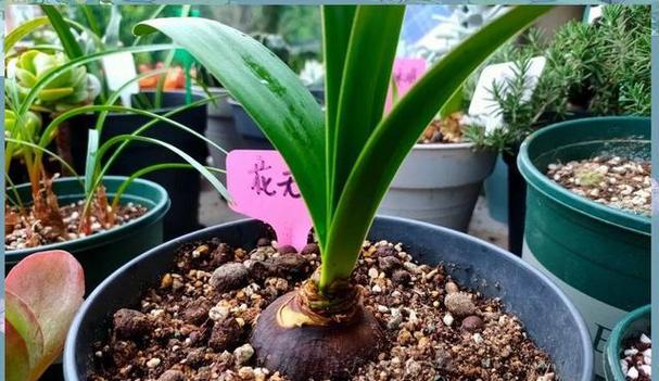 朱顶红中间腐烂的原因及预防措施？