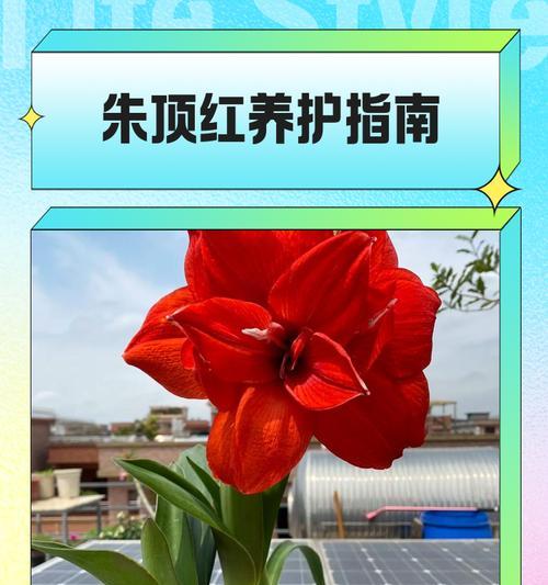 朱顶红中间腐烂的原因及预防措施？