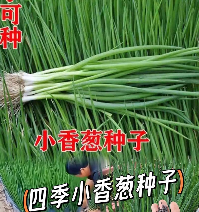 小葱种子最佳播种时间是什么时候？播种前需要准备什么？