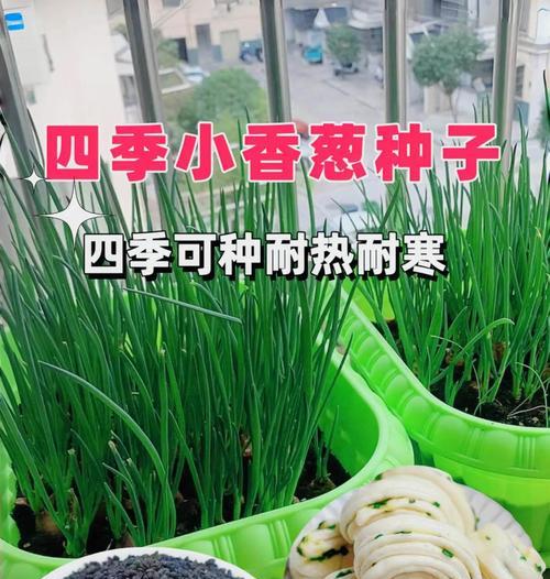 小葱种子最佳播种时间是什么时候？播种前需要准备什么？