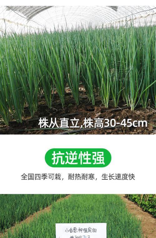 小葱种子最佳播种时间是什么时候？播种前需要准备什么？