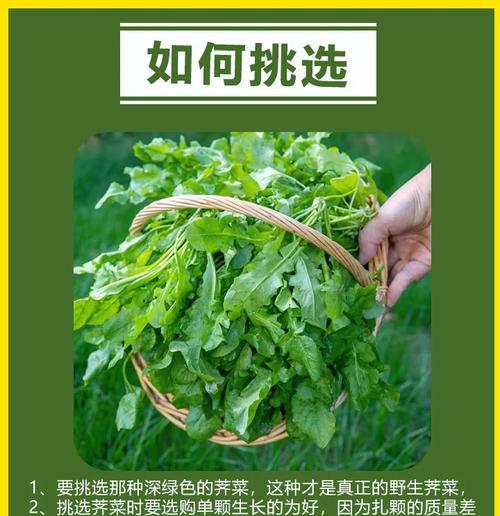 荠菜播种的最佳时间是什么时候？