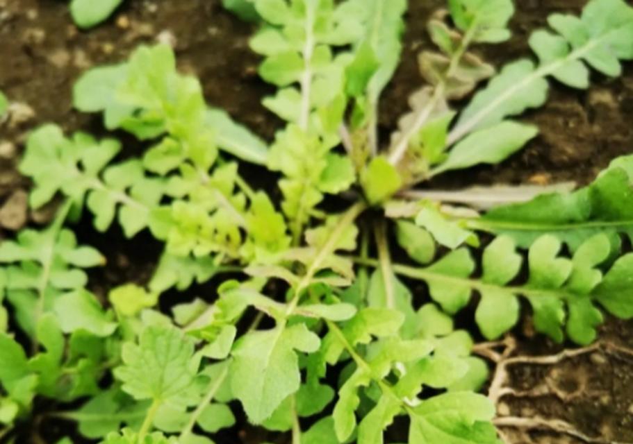 荠菜播种的最佳时间是什么时候？