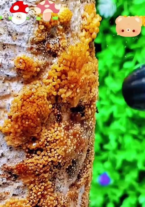 红心平菇栽培的关键技术要点是什么？