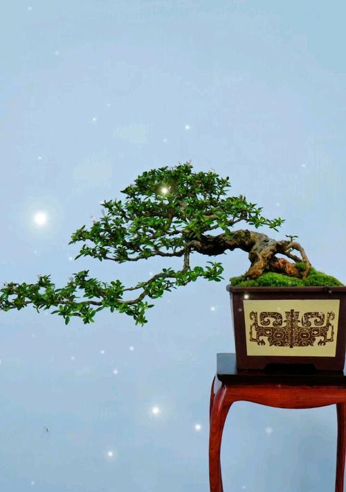 针柏游龙盆景的正确养护方法是什么？