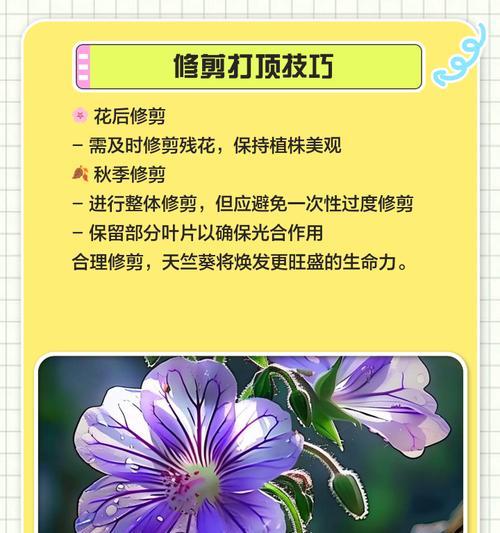 天竺葵垂吊养护需要注意哪些要点？