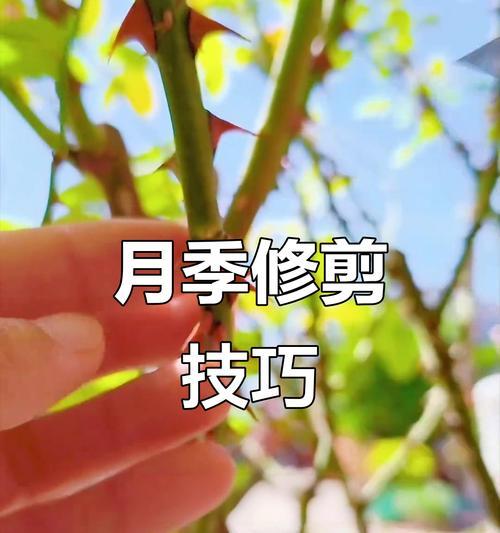黛丝月季修剪叶子的正确方法是什么？