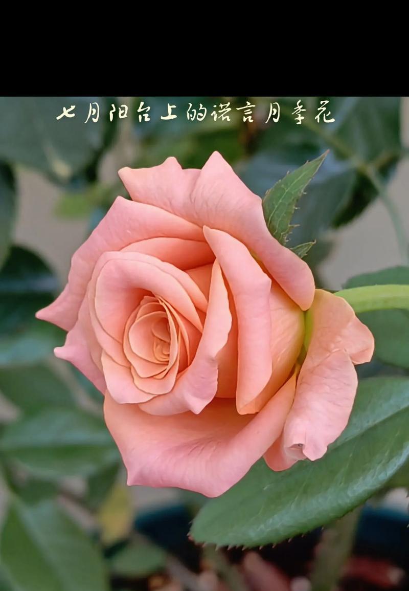 黛丝月季修剪叶子的正确方法是什么？