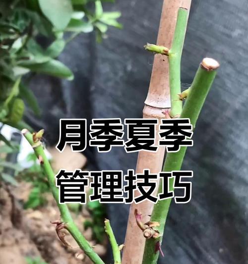 黛丝月季修剪叶子的正确方法是什么？