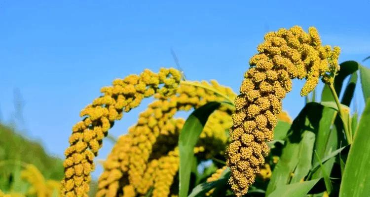 淮山浅层栽培技术要点有哪些？