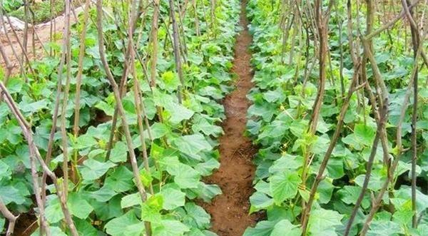 淮山浅层栽培技术要点有哪些？