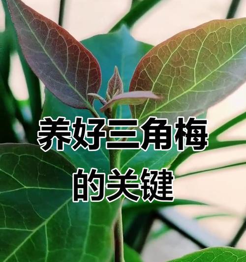 三角梅怕太阳光吗怎么养？三角梅的光照需求和养护技巧是什么？