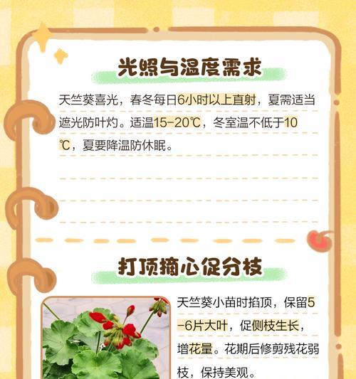 小盆天竺葵如何养成大盆？有哪些步骤和注意事项？
