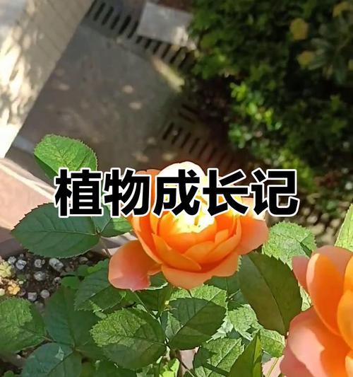 月季花苞小是什么原因？