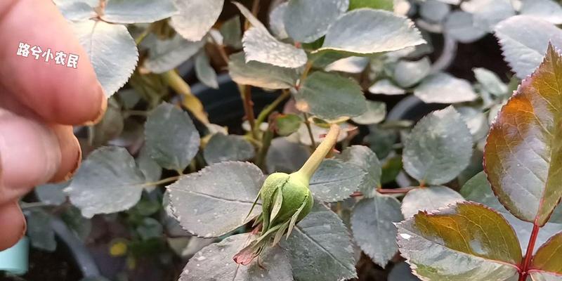 月季花苞小是什么原因？