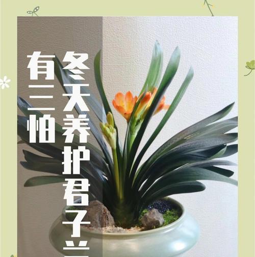 想养君子兰怎么养好？有哪些基本的养护方法？