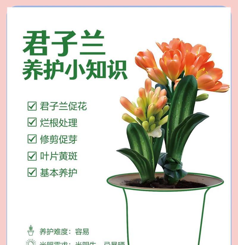 想养君子兰怎么养好？有哪些基本的养护方法？