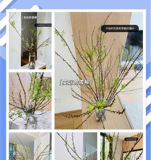 雪柳叶子发黄干枯掉落的解决方法是什么？