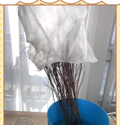 雪柳叶子发黄干枯掉落的解决方法是什么？