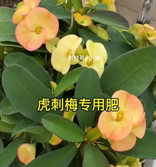 大叶虎刺梅冬季叶子发黄的原因？