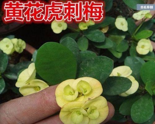 大叶虎刺梅冬季叶子发黄的原因？