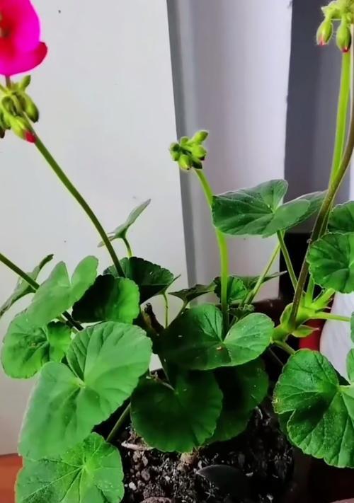 带花盆天竺葵的养护方法是什么？