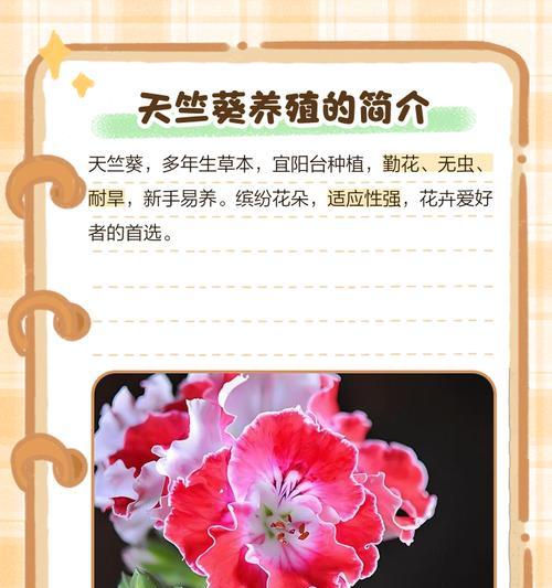 带花盆天竺葵的养护方法是什么？