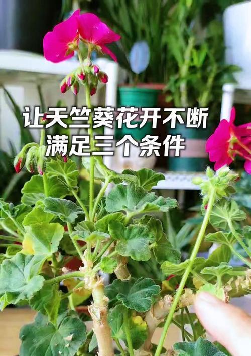 带花盆天竺葵的养护方法是什么？