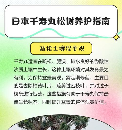松树叶子枯黄发干如何处理？