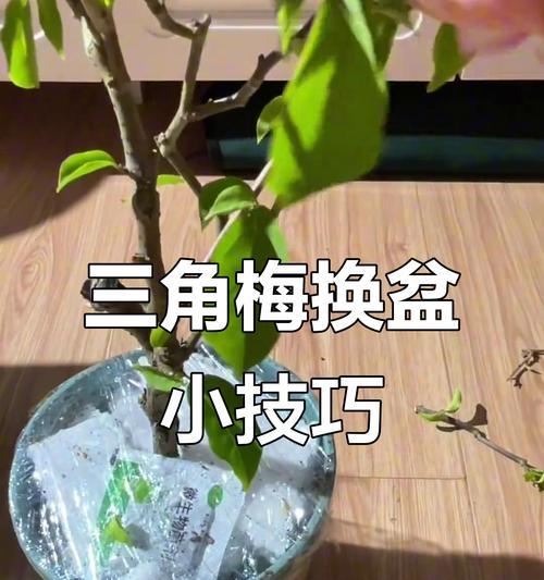 三角梅未到盆时如何临时养护？