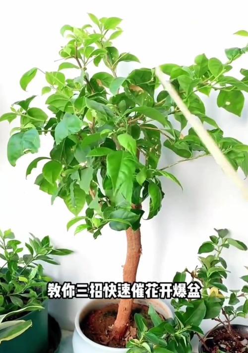 三角梅未到盆时如何临时养护？