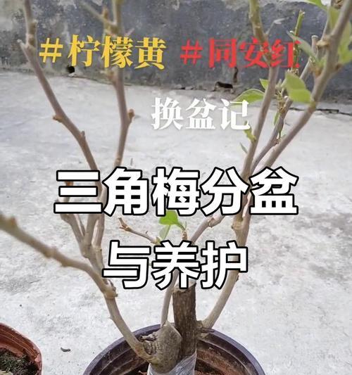 三角梅未到盆时如何临时养护？