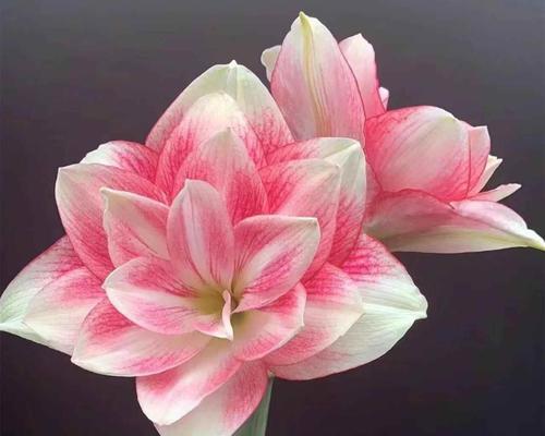 朱顶红自然球开花的特征是什么？