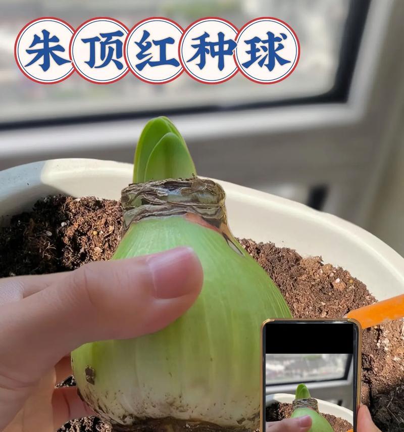 朱顶红自然球开花的特征是什么？
