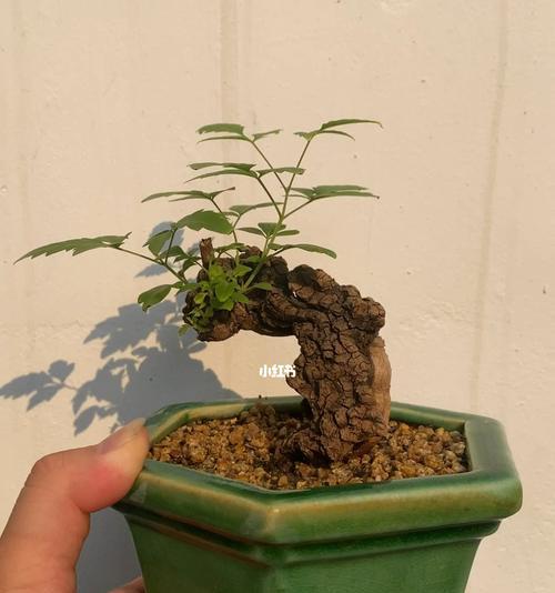 黄荆微型小盆景养护技巧有哪些？