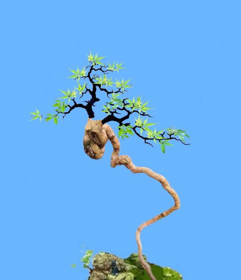 黄荆微型小盆景养护技巧有哪些？