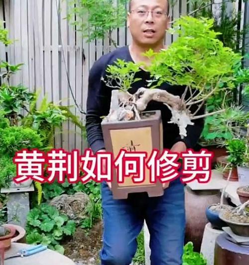 黄荆微型小盆景养护技巧有哪些？