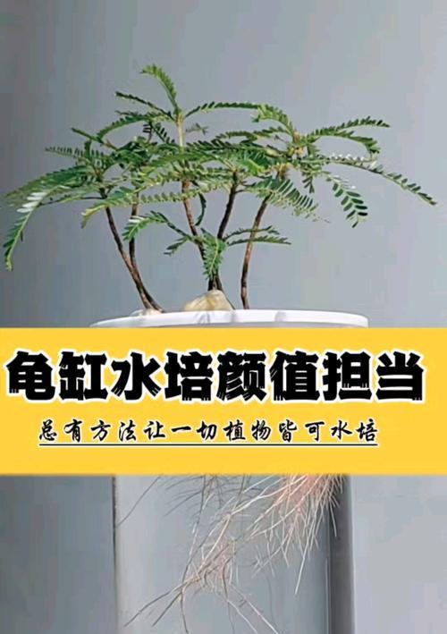水培鱼缸中木本植物如何固定？