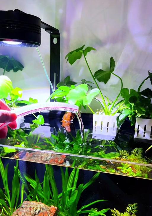 水培鱼缸中木本植物如何固定？